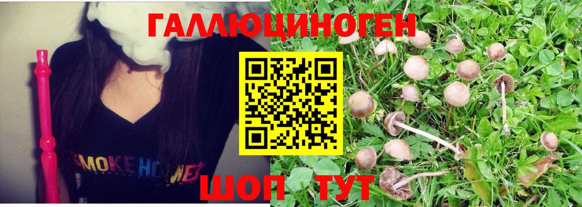 Псилоцибиновые грибы Psilocybe Ярославль